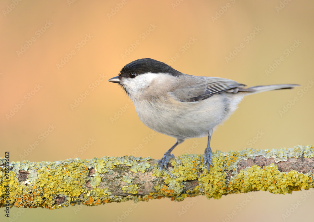 Fototapeta premium Willow Tit- Poecile montanus