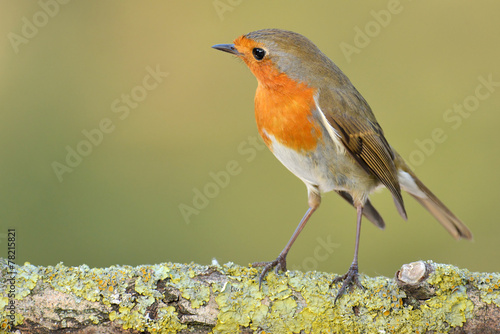 Erithacus rubecula, European Robin photo