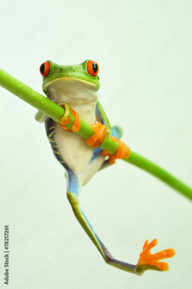 Naklejka premium Red eyed tree frog