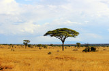 Savanna landscape