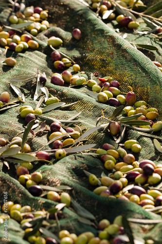 oliva coratina extravergine