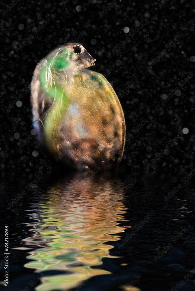 Fotografie Daphnia in the water column, visitor from another world