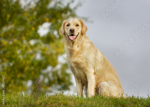 Golden retriever dog on sunny day