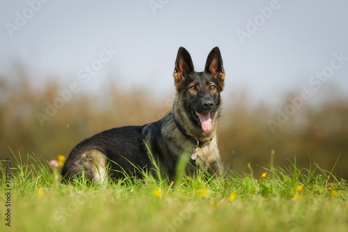 German Shepherd Dog