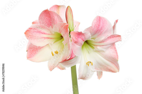 Obraz na płótnie Amaryllis