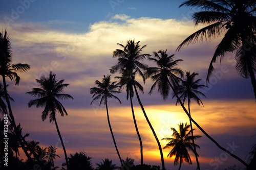 Silhouettes of palm trees at sunset