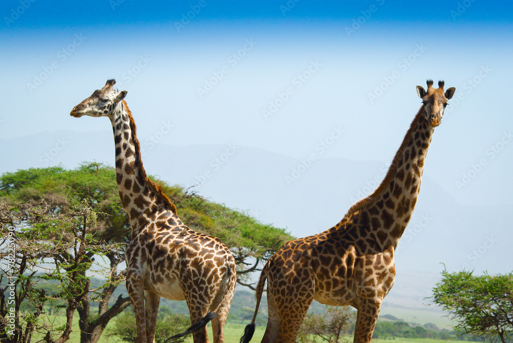 Obraz premium Two giraffes in serengeti