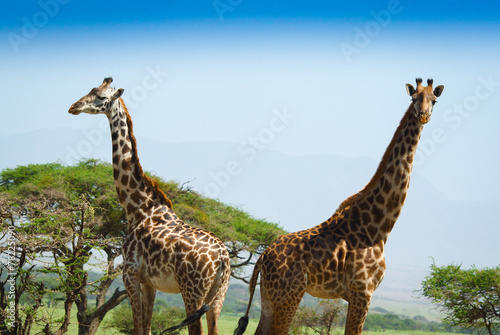 Photography Two giraffes in serengeti