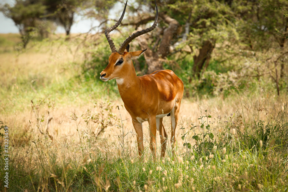 goat antelope impala