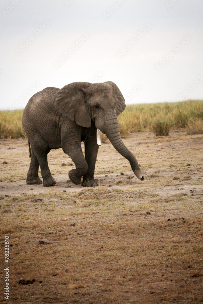 Elephant qui marche