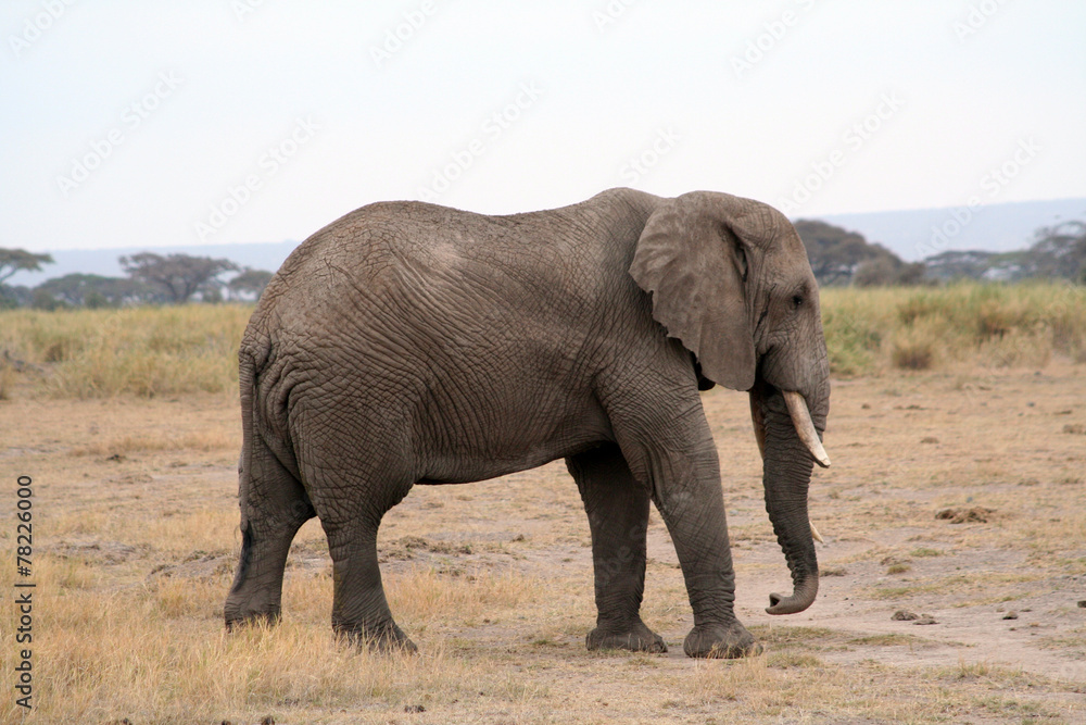 Elephant de profil