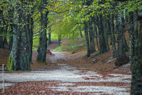 Dirt road in the forest in autumn, Monte Cucco NP, Umbria, Italy photo