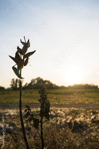 Wild flower in sunset