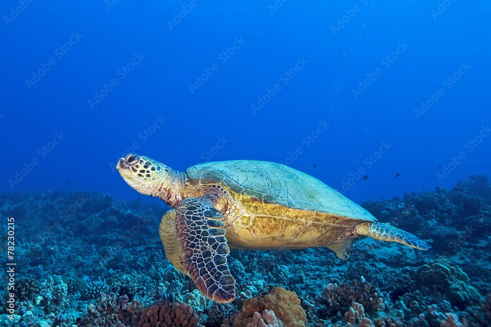 Turtle at Hawaii Coral Reef Turtle at Hawaii Coral Reef