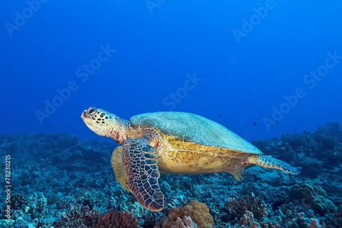 Turtle at Hawaii Coral Reef © kgrif