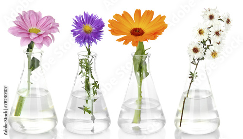 Collage of different flowers in glass test-tubes, isolated