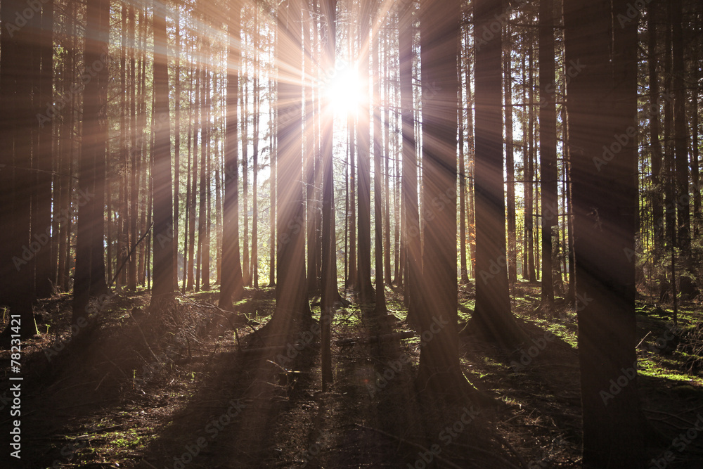 Fototapeta premium Sonne im Wald