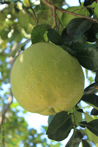 pomelo