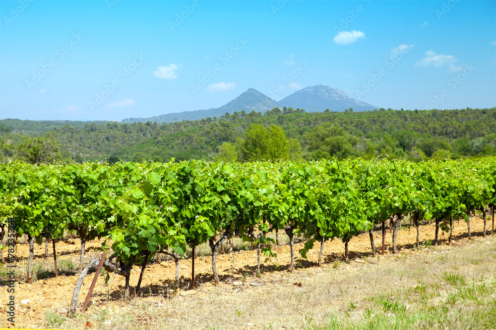 Landscape with vineyard, Provence-Alpes-Cot e d'Azur, France