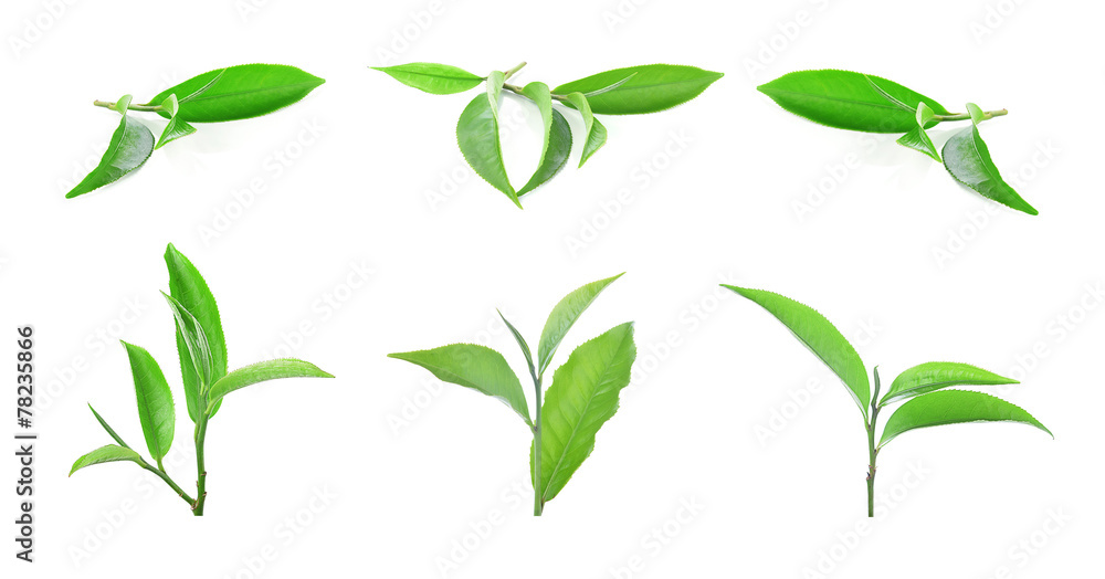 Green tea leaf isolated on white background. Green tea leaf isolated on white background.