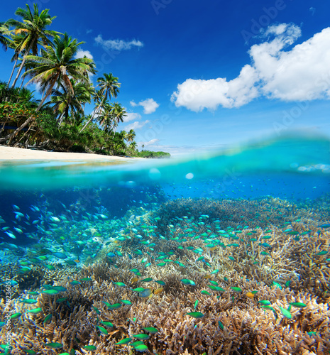 Fototapeta Naklejka Na Ścianę i Meble -  Coral reef in tropical sea.
