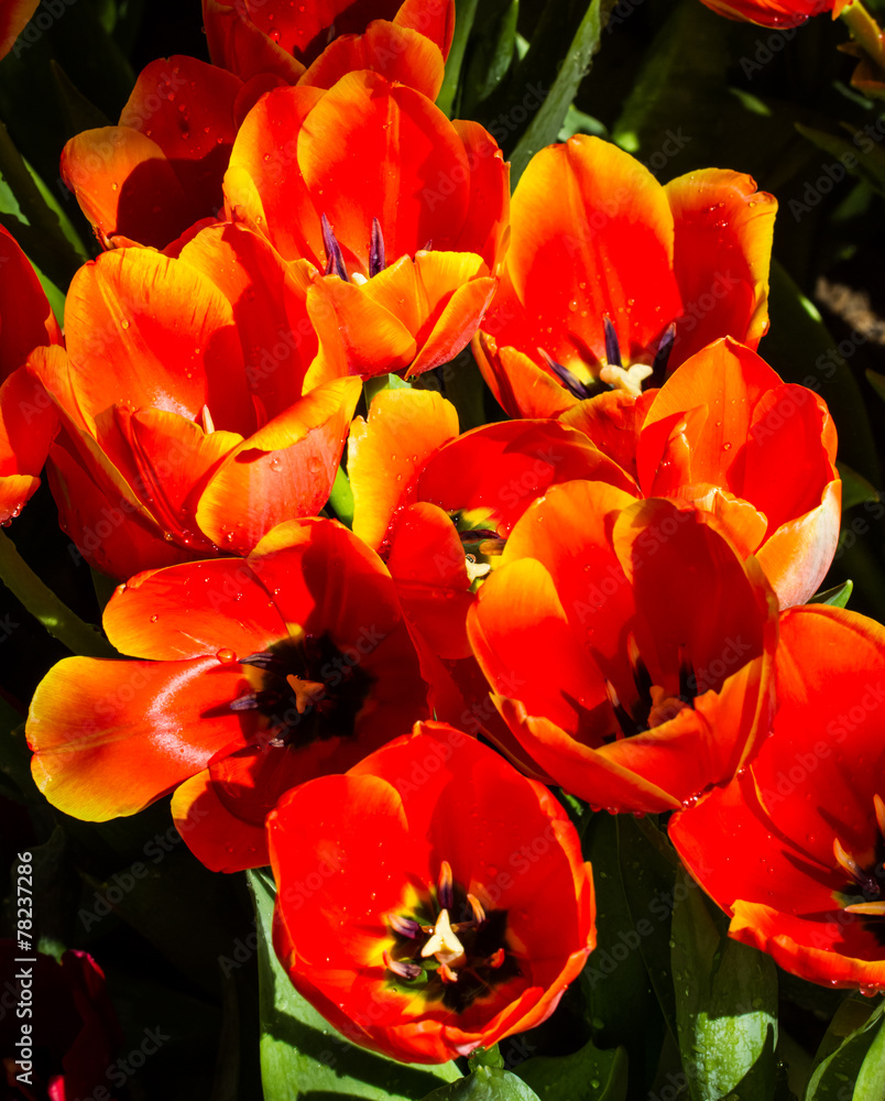 Blossom tulips Blossom tulips