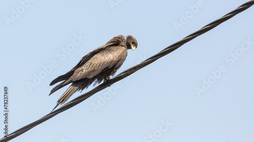 Black Kite aka Amora photo