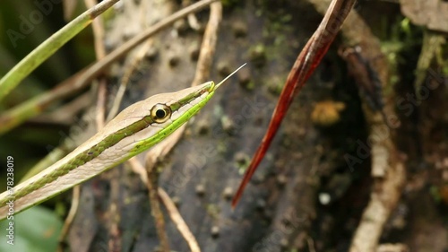 Striped Sharpnose Snake (Xenoxybelis argenteus) photo