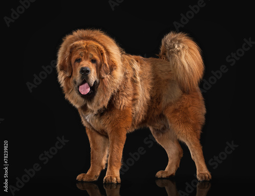 Dog. Tibetan mastiff on black background