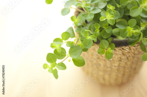 観葉植物