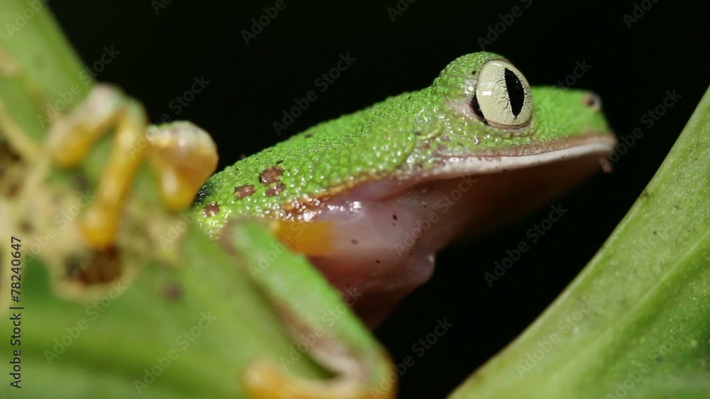 Leaf Frog (Agalychnis hulli) in rainforest, Ecuador Leaf Frog (Agalychnis hulli) in rainforest, Ecuador