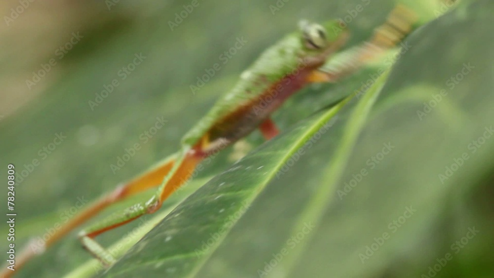 Leaf Frog (Agalychnis hulli) in rainforest, Ecuador Leaf Frog (Agalychnis hulli) in rainforest, Ecuador