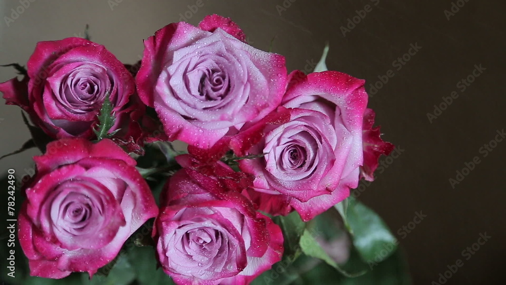 Rose on falling drops of water Rose on falling drops of water