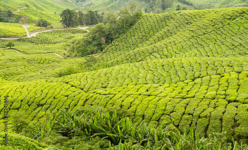 munnar tea plantations