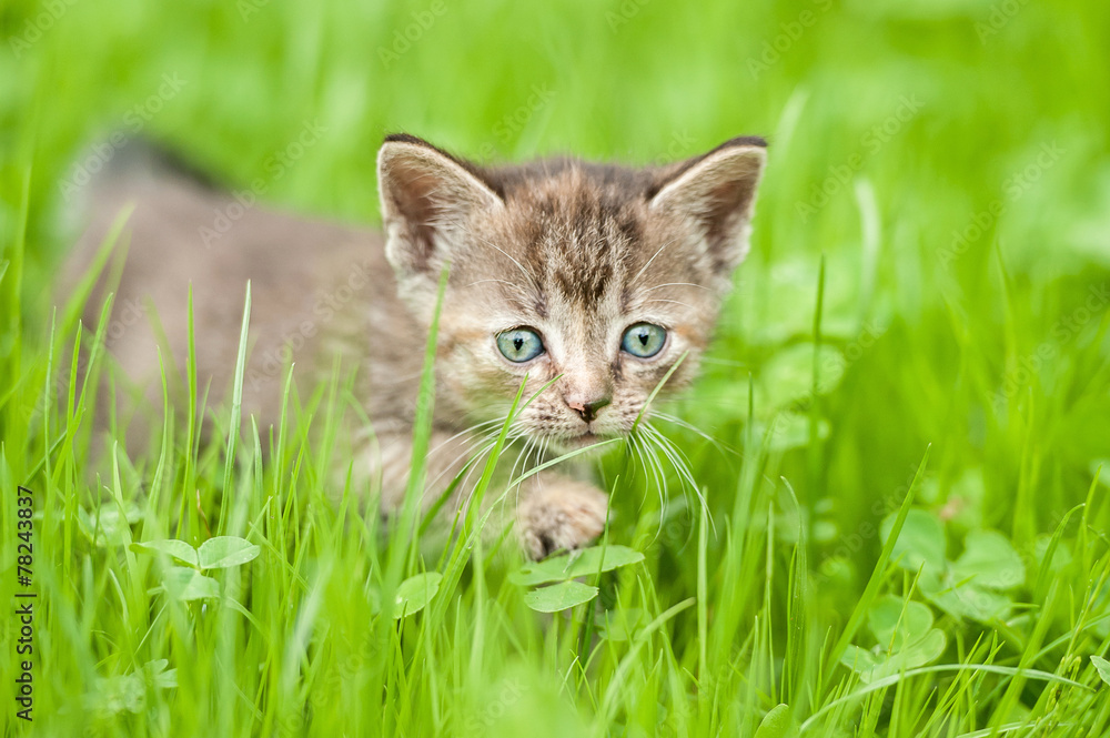 Little kitten walking in the grass