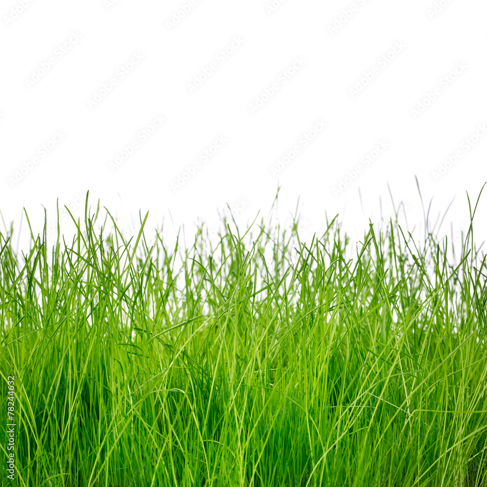 Fototapeta premium Zielona trawa na białym tle
