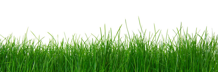 Green grass on white background
