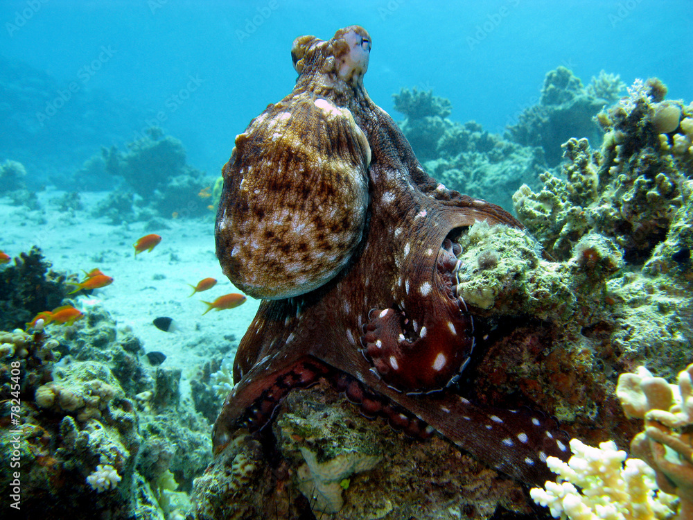 coral reef with octopus at the bottom of tropical sea