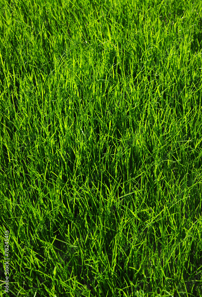 grass background grass background