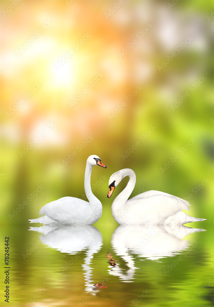 Obraz premium Two swans