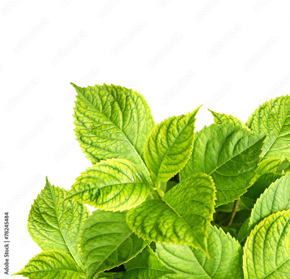 Leaves of a hydrangea