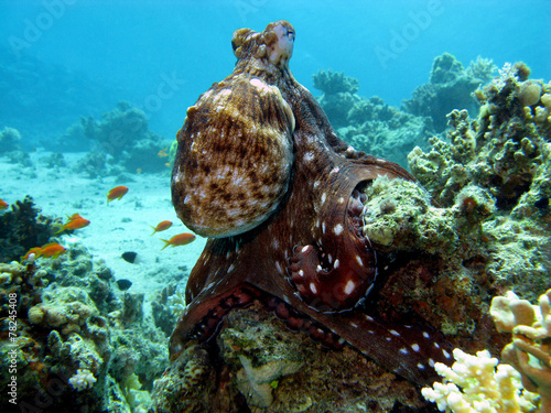 coral reef with octopus at the bottom of tropical sea