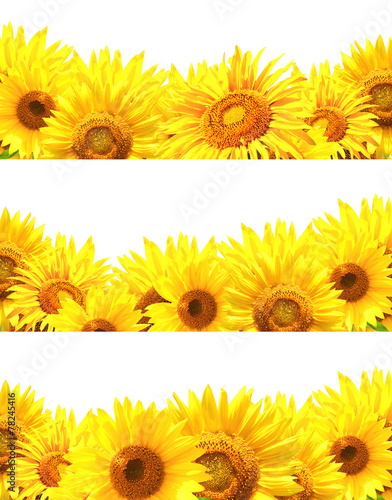 Fototapeta Naklejka Na Ścianę i Meble -  Set of borders with sunflowers