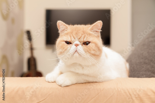 Принти на полотні portrait of cute cat