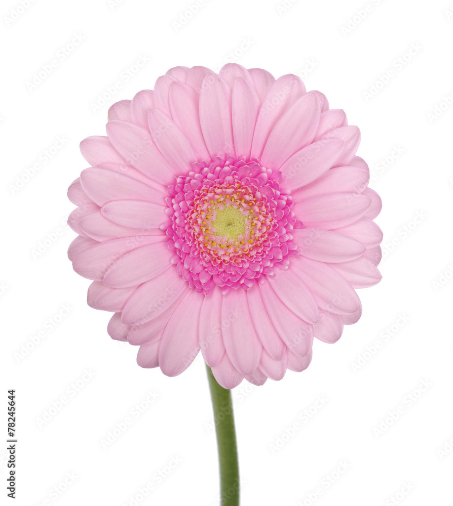 Pink gerbera Pink gerbera