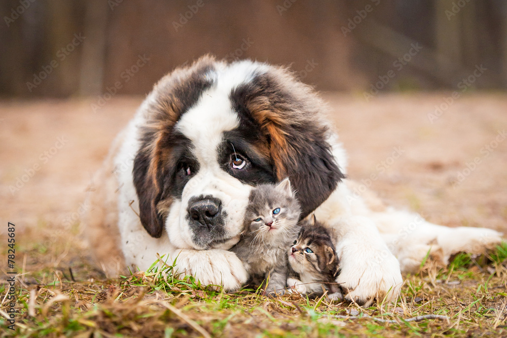 Fototapeta premium Saint bernard puppy with little kittens