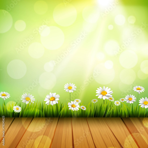 Spring Background With Daisies