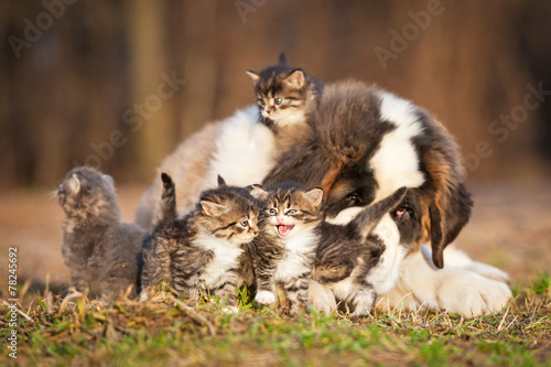 Saint bernard puppy with little kittens