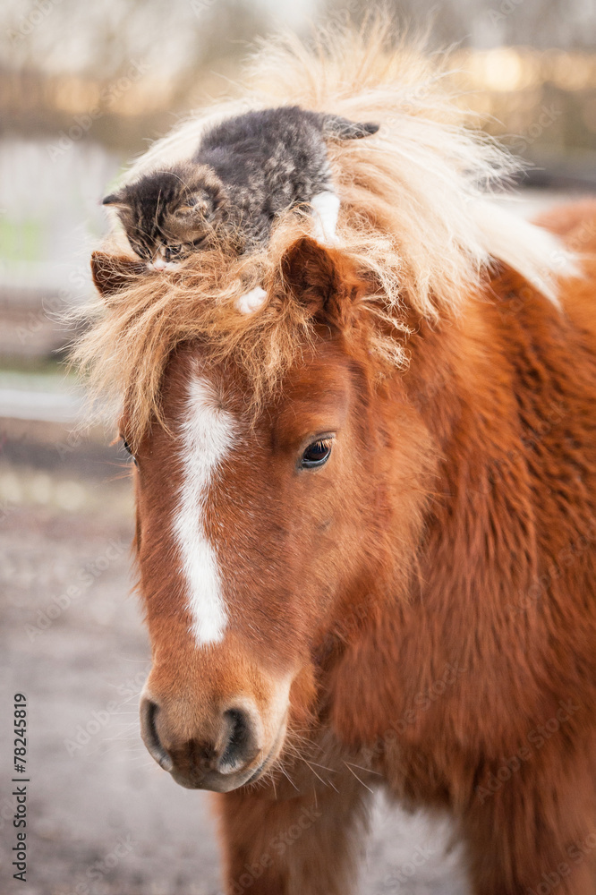 Obraz premium Little kitten sitting on the head of shetland pony