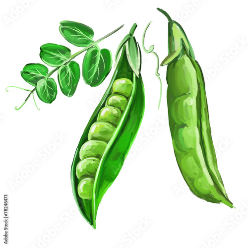 peas vector illustration  hand drawn  painted watercolor